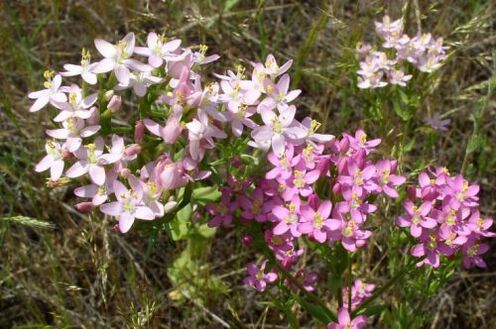 Goldenger par alkohola atteikumu